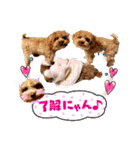 プードル犬マロン3（個別スタンプ：8）