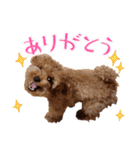プードル犬マロン3（個別スタンプ：10）