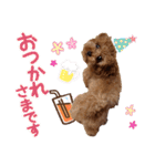 プードル犬マロン3（個別スタンプ：11）