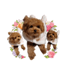 プードル犬マロン3（個別スタンプ：14）
