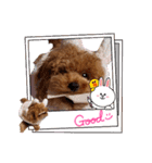 プードル犬マロン3（個別スタンプ：16）