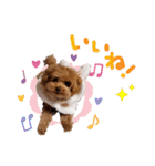プードル犬マロン3（個別スタンプ：17）