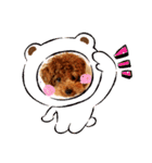 プードル犬マロン3（個別スタンプ：21）