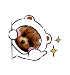 プードル犬マロン3（個別スタンプ：22）