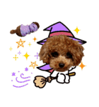 プードル犬マロン3（個別スタンプ：26）