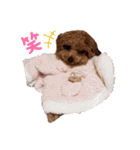 プードル犬マロン3（個別スタンプ：27）