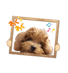 プードル犬マロン3（個別スタンプ：28）