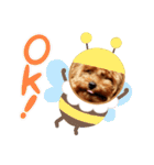プードル犬マロン3（個別スタンプ：29）