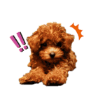 プードル犬マロン3（個別スタンプ：34）