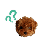 プードル犬マロン3（個別スタンプ：35）