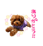 プードル犬マロン3（個別スタンプ：37）