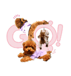 プードル犬マロン3（個別スタンプ：40）