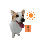 コーギー会話（個別スタンプ：1）