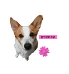 コーギー会話（個別スタンプ：2）