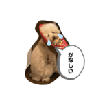 トイプーこてつくん（個別スタンプ：2）