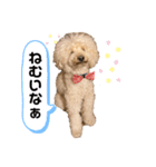 トイプーこてつくん（個別スタンプ：3）