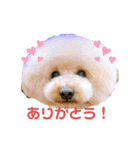 トイプーこてつくん（個別スタンプ：4）