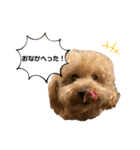 トイプーこてつくん（個別スタンプ：7）