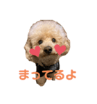 トイプーこてつくん（個別スタンプ：8）