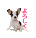 チワピンのもちこ（個別スタンプ：1）