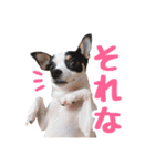 チワピンのもちこ（個別スタンプ：2）