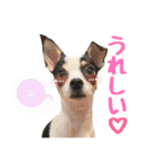 チワピンのもちこ（個別スタンプ：3）