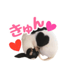 チワピンのもちこ（個別スタンプ：5）