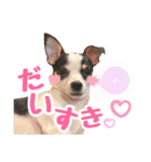 チワピンのもちこ（個別スタンプ：6）