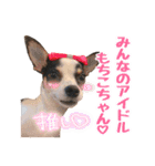 チワピンのもちこ（個別スタンプ：7）