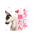 チワピンのもちこ（個別スタンプ：8）
