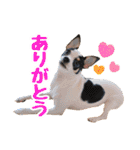 チワピンのもちこ（個別スタンプ：9）