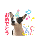 チワピンのもちこ（個別スタンプ：10）