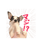 チワピンのもちこ（個別スタンプ：11）