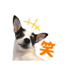チワピンのもちこ（個別スタンプ：13）