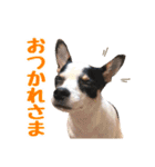 チワピンのもちこ（個別スタンプ：14）