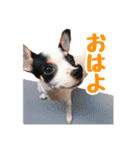 チワピンのもちこ（個別スタンプ：15）
