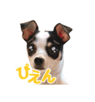 チワピンのもちこ（個別スタンプ：18）