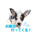チワピンのもちこ（個別スタンプ：22）