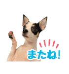 チワピンのもちこ（個別スタンプ：26）