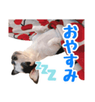 チワピンのもちこ（個別スタンプ：29）