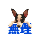 チワピンのもちこ（個別スタンプ：30）