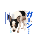 チワピンのもちこ（個別スタンプ：31）