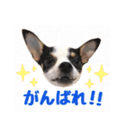 チワピンのもちこ（個別スタンプ：32）