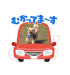 こんぺいとうのスタンプ（個別スタンプ：4）