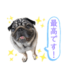 パグの楽とお友だちのご近所物語（個別スタンプ：1）