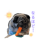 パグの楽とお友だちのご近所物語（個別スタンプ：2）