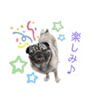 パグの楽とお友だちのご近所物語（個別スタンプ：4）