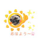 パグの楽とお友だちのご近所物語（個別スタンプ：15）