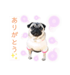パグの楽とお友だちのご近所物語（個別スタンプ：16）