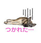 うちの鼻黒わんこ2（個別スタンプ：8）